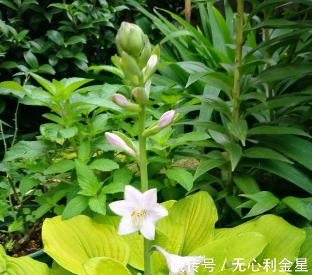 矾根|为了300㎡露台花园,毫不犹豫买了这房子,在城市屋顶过上田园生活!