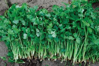 芫荽也叫香菜，是种中药，能治好多疾病。不明白为啥有人不喜欢吃