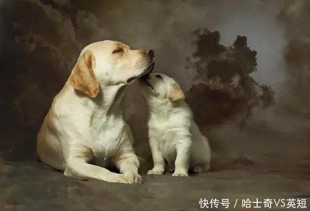 什么狗最聪明 最通人性 最忠诚 排行榜排名第一 天合乐学帮助家长发现孩子的更多可能