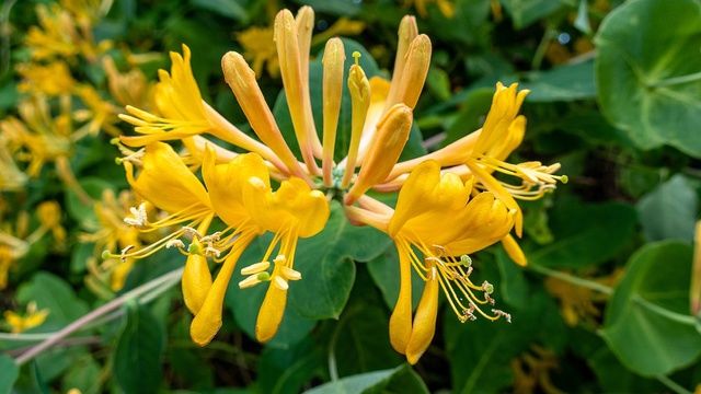 营养是橙子的4倍！它是蔬菜界的“维C之王”