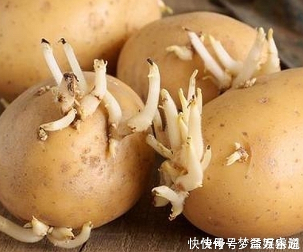 食用|花生、大蒜、土豆、生姜发了芽还能吃吗误吃可能中毒!别大意