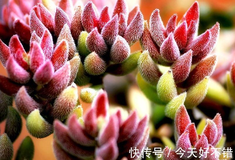 多肉植物爆盆的6个小技巧,养护多肉简单实用,让肉肉越长越密