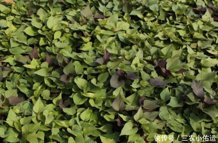 优质|紫薯增强记忆,修补心肌,重视紫薯田间管理,收获优质美味紫薯来