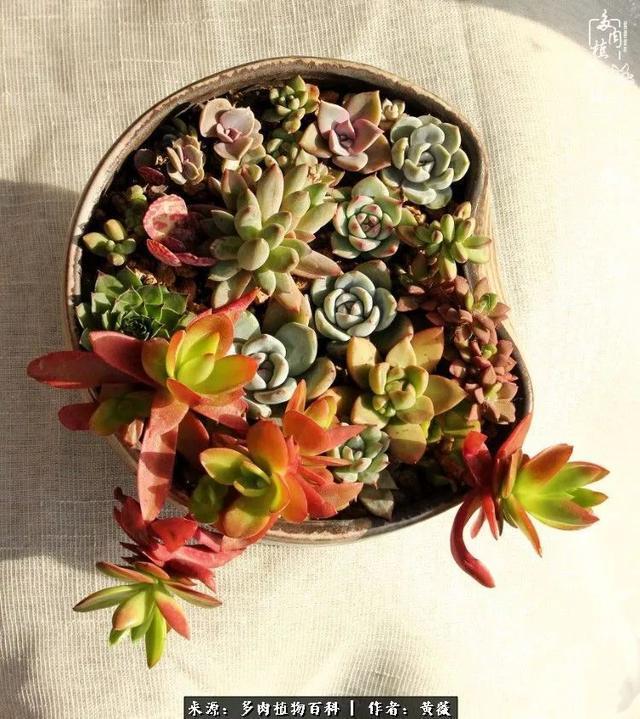 养了三年多肉,终于明白佛系养肉才是王道!