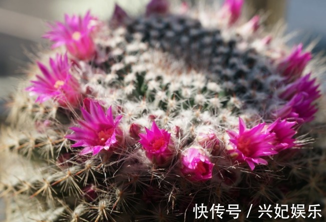 多肉玉翁如何养教你3个养护妙招,花开不断,花朵清新可爱!