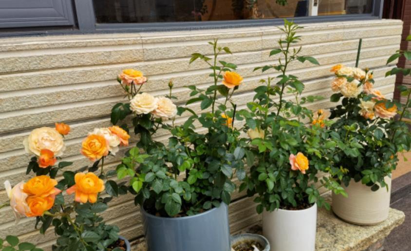 你养的月季长花苞了吗？这个时候有个很“重要的”工作要做