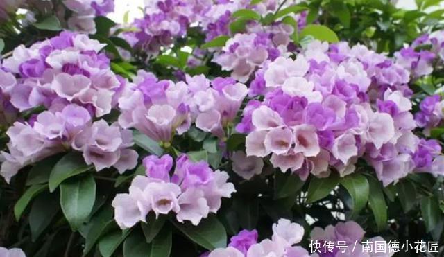 长成|阳台上养蒜香藤,教你4招让盆栽从春开到冬,轻松长成一株老桩