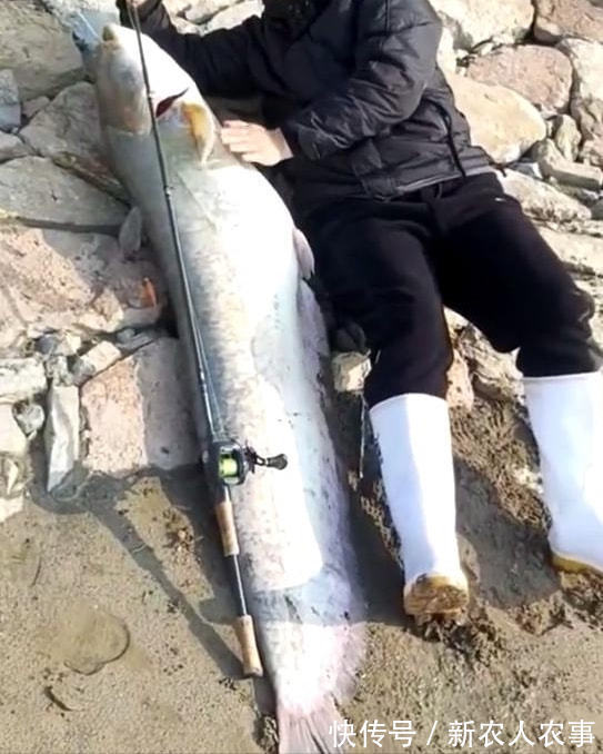 垂钓高光时刻，湖北男子野钓收获巨型鲶鱼，直接躺在地上当参照物