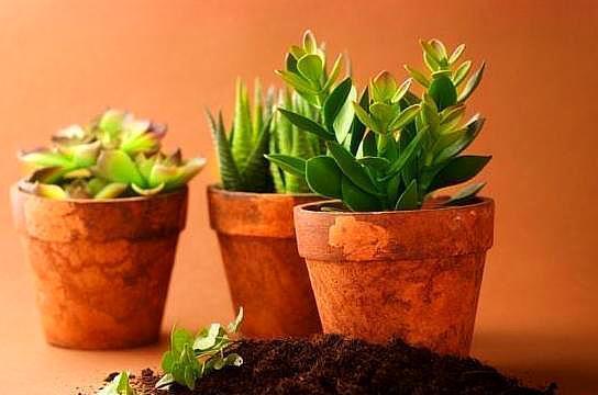 鸡蛋壳，橘子皮都不如“几粒它”！养花埋土里，不施肥都旺盛！