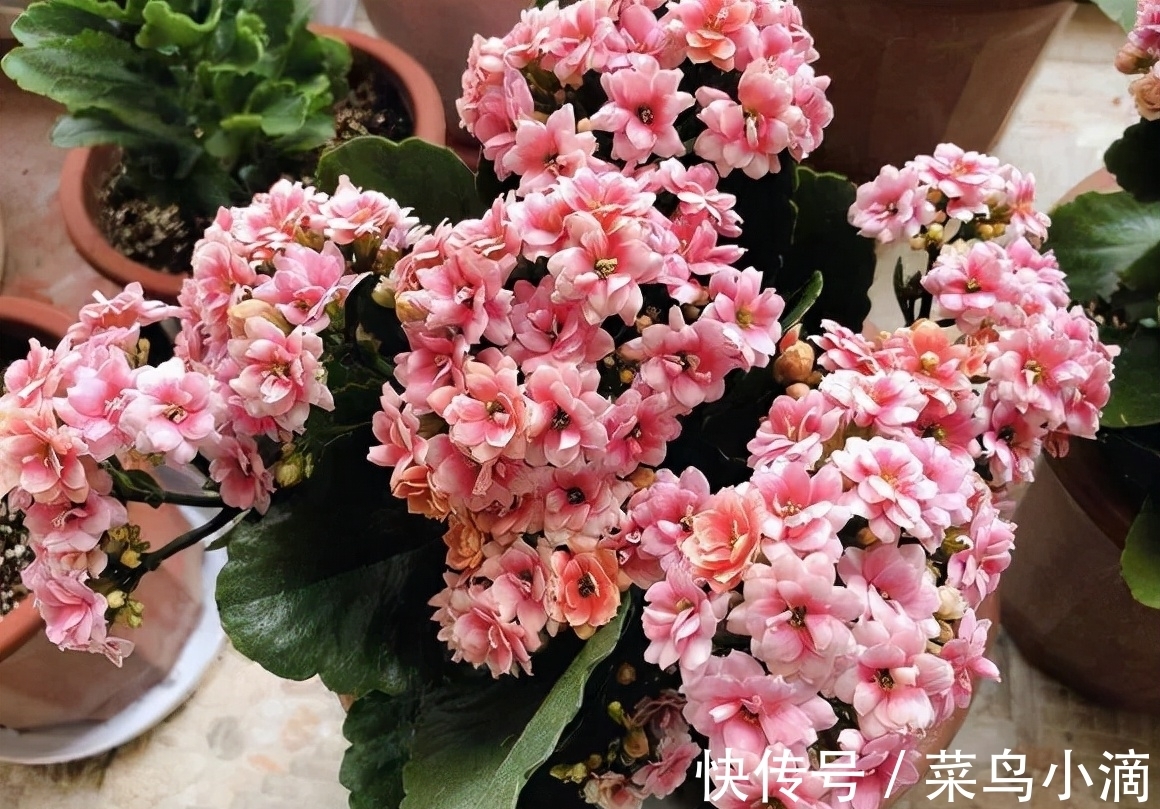 九种“皮实花”,多晒少管长得好,养成老桩更高档,绿萝没上榜