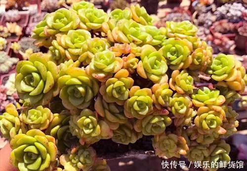 公认香味浓郁的4款多肉植物，你若一盆没养过，那就太可惜了！