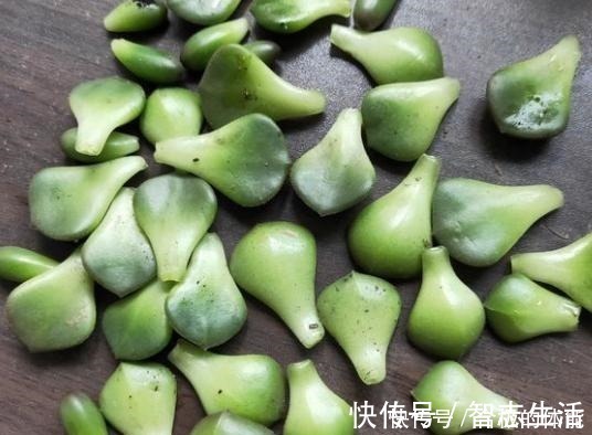 土壤|蒂亚一直绿着，实在忍不住了，把叶片撸，全插起来！