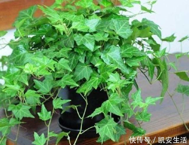 孔雀竹芋|家里如果养这7种花,千万要记得少晒太阳它们喜阴