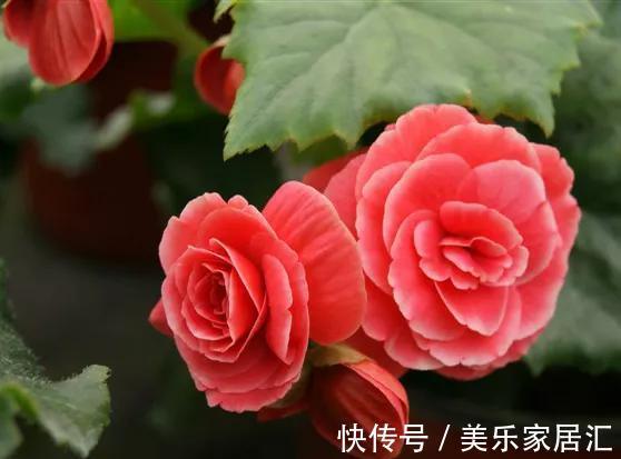 一盆有争议的花,大神视为宝贝,新手却躲得远远的