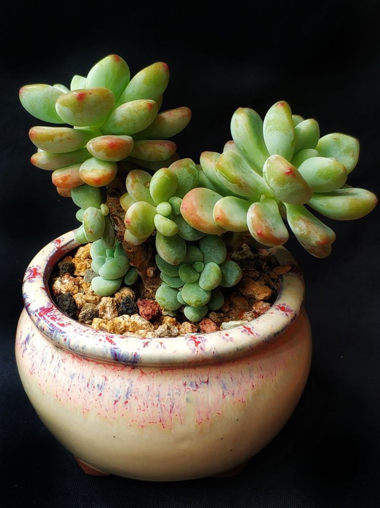 成长|与多肉一起走过的日子,见证多肉的成长过程!