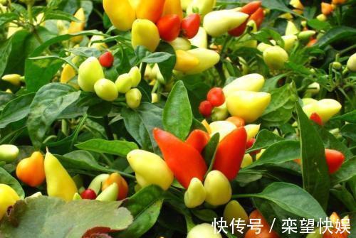 果实|五彩椒鲜艳夺目、营养丰富!掌握高产技巧,一棵能结一大堆
