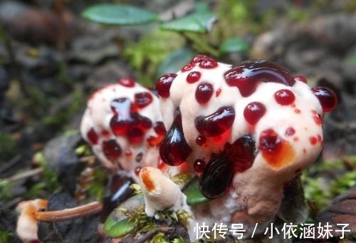 长相|盘点10种长相怪异的植物,你都见过几种?