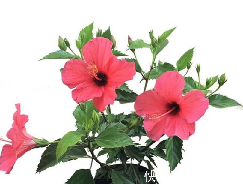 花卉|五种花一年到头开不停,四季天天有花看,叶美开花更漂亮