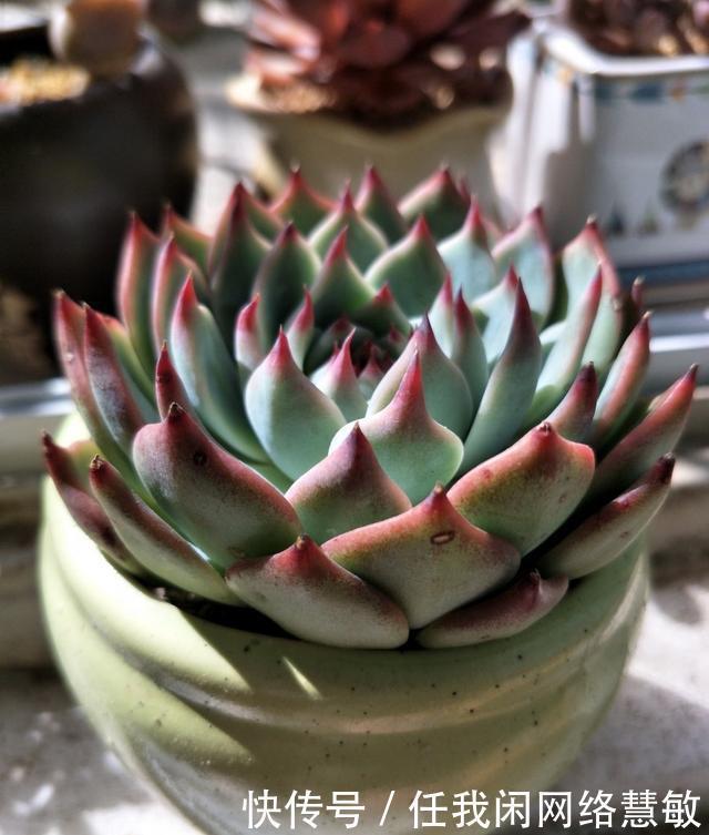 养了三年，多肉终于给点颜色瞧瞧了