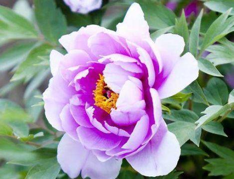 栀子花|秋冬养花选此4款,埋土里就能活,开花早花香浓