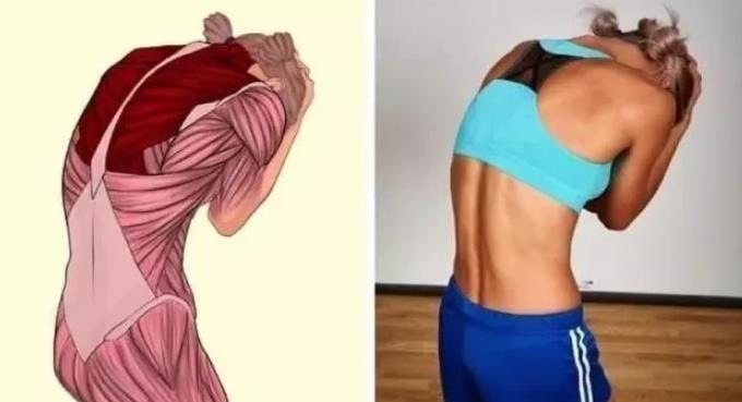 肌肉|全身拉筋3D图解，一步到位，在家也能强身健体