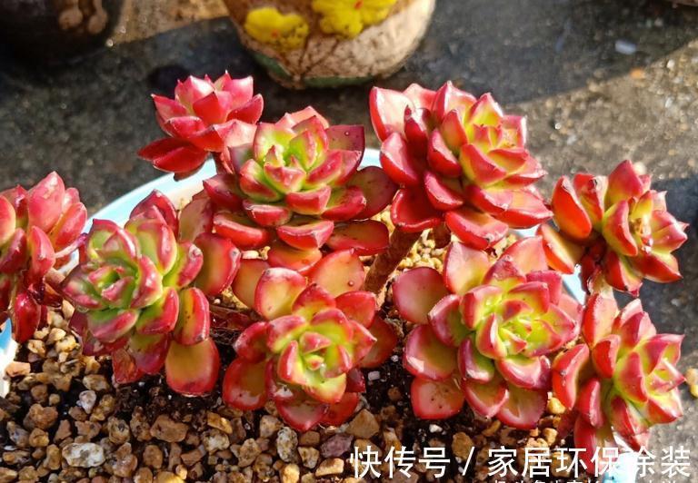 老桩|多肉红稚莲和火焰蒂亚,它们都长得快且一样的红,你养了哪一种?