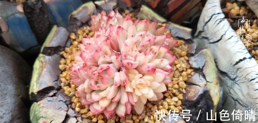 我与多肉植物百科的398天离别又重逢！