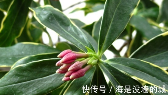 修剪|金边瑞香的养护管理事项以及它的繁殖方法！
