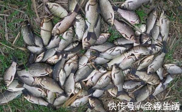 冬季钓鲫鱼,这样的饵料更受欢迎,成本不到三块钱,鱼咬钩更猛