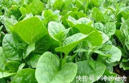 吃法|这种蔬菜“形似木耳”,菜场买来就能种,含钙高,孩子多吃长大个