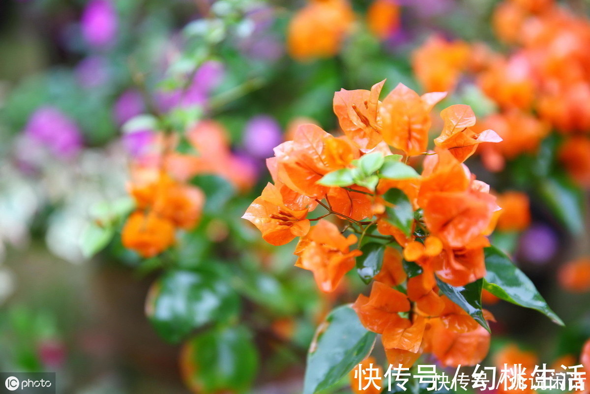 早知道三角梅在秋后是这样管理的，也不至于死了那么多