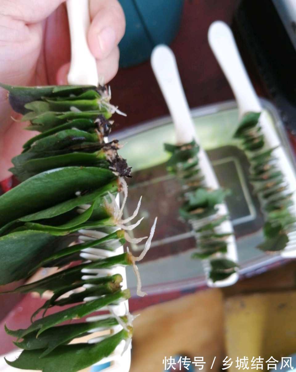 白根|5种“漂亮花”,掰个叶子插土里,7天长出大白根,一盆繁殖几十棵