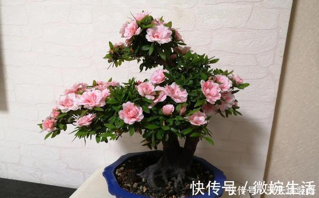 阳台上|年度十大流行花卉,摆在家里,高贵优雅,又美又仙