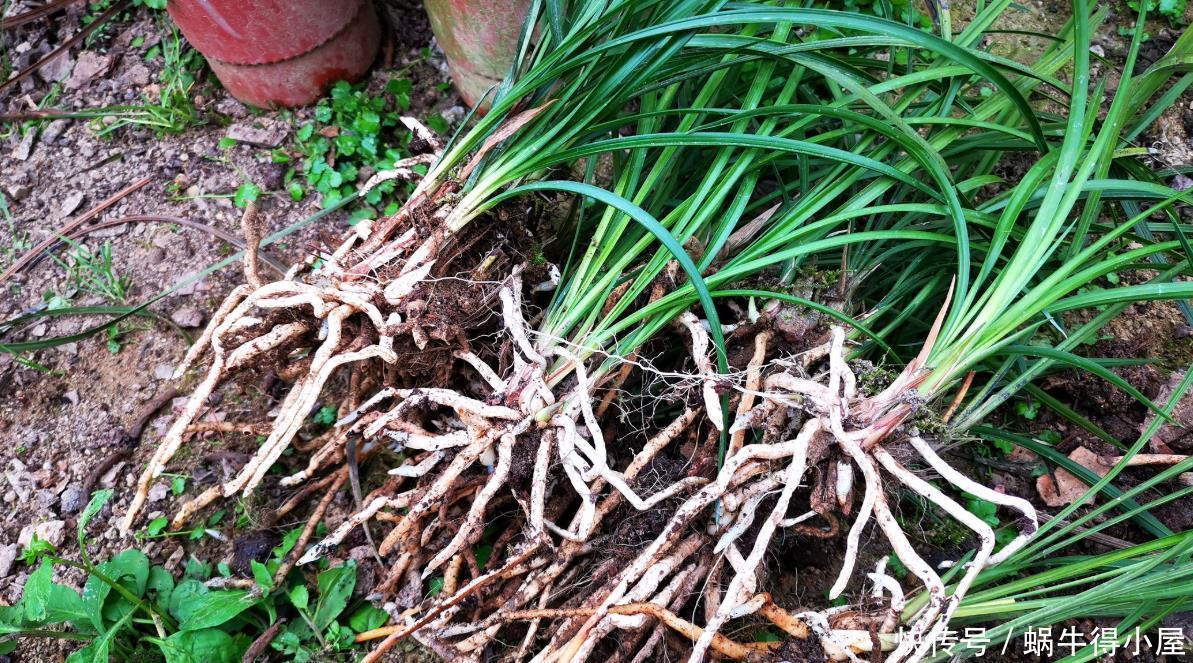 兰花什么时候种植？记住一句话：金4银10就不难了