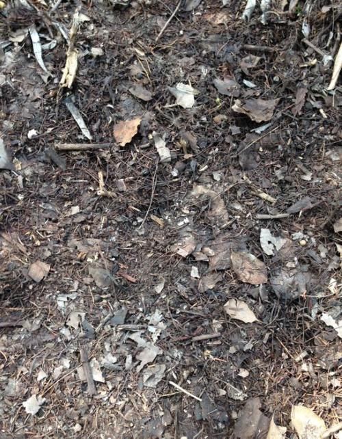 松针土|营养土还在买?3种东西混一混,变成万能花土,养啥旺啥!