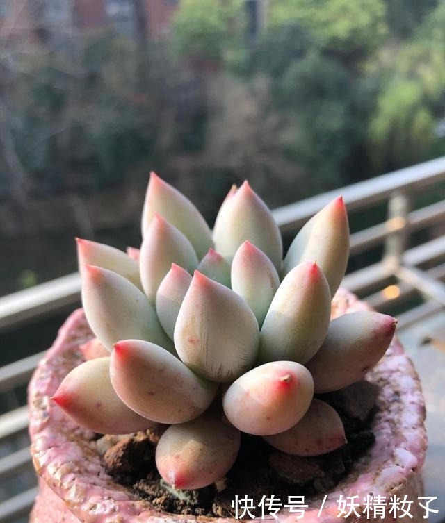 叶插|多肉不长怎么回事原来是“控水”不对，赶紧改正，半个月见效果