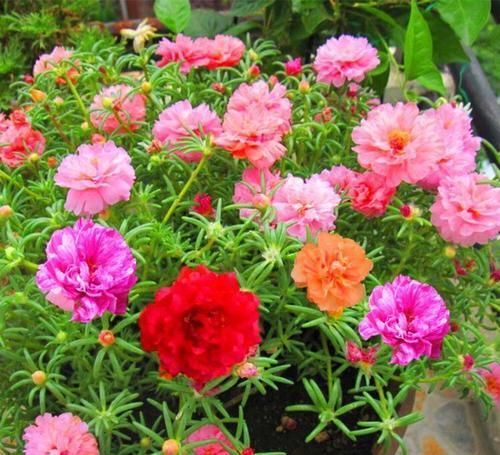 夏天|这款花卉40度高温也能爆盆，花色丰富，落地就能生根，很值得拥有