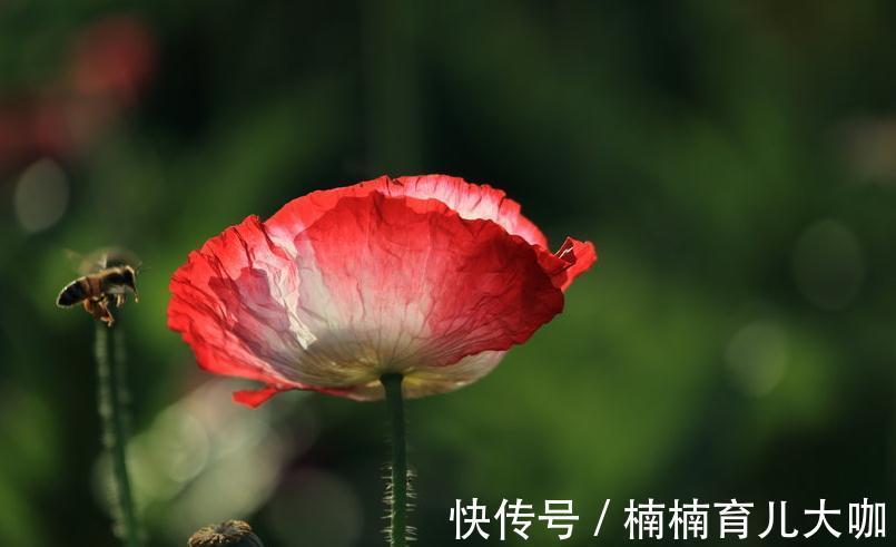 农历十月初三立冬后,养什么花?家里养3种花,前程似锦福到财到