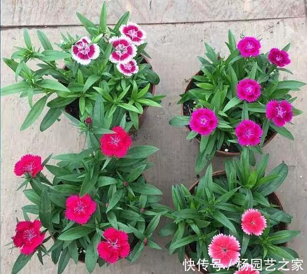 养这花不用太讲究,浇点水扔阳台,整个夏天都爆盆