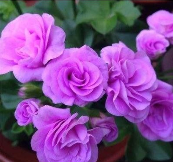 3种“忘忧花”，一养就“上瘾”，好养易爆盆，花美心情好！