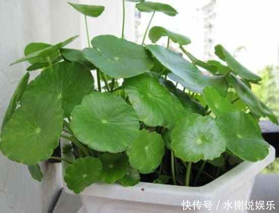 微酸性|绿萝、铜钱草盛夏这么养护,叶子比钱大,肥肥大大爬满屋