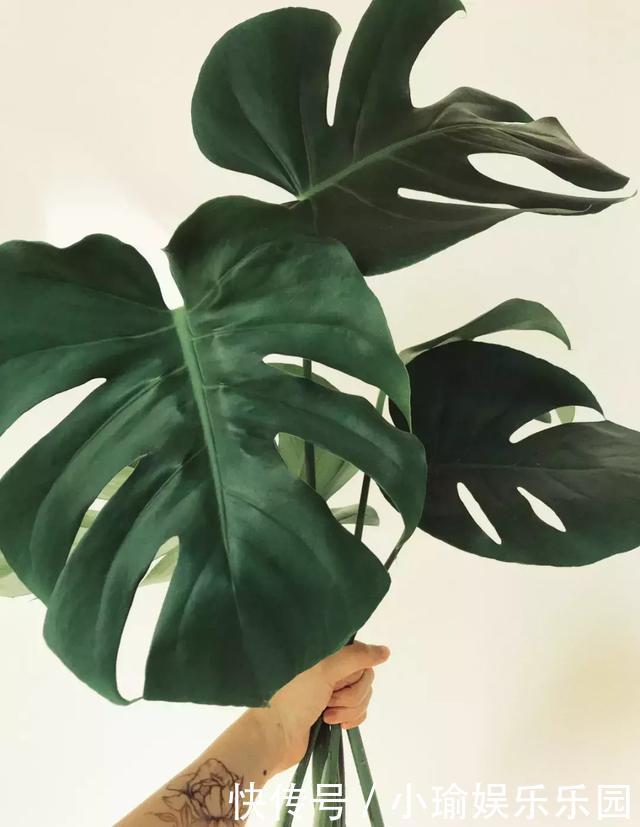 客厅养花,聪明人就选这6种,时尚大气,旺人旺宅!