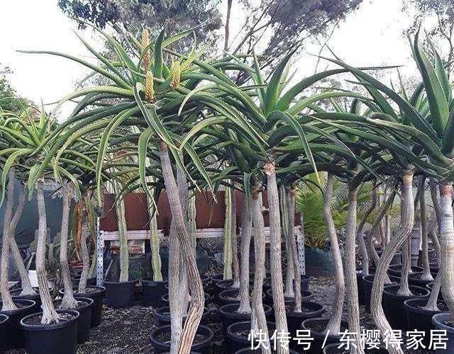 浇水|秋天养芦荟,4个小技巧,花箭一米高,冒芽20多,又壮又肥