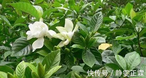 打蕾|养花却不开花?学会这一招,立马开花爆盆给你看!