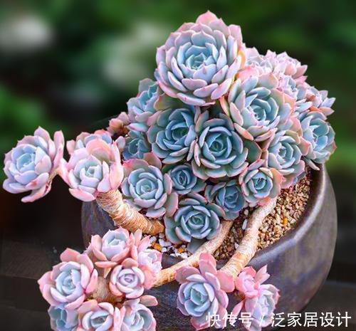 品种|老花匠养多肉7年,总结出4个耐热耐晒品种,安全度夏适合新手