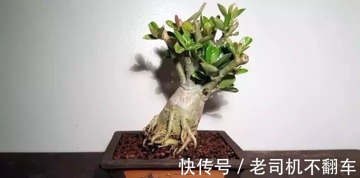 这三种多肉植物不养成盆景就太浪费了,附上制作和养护技巧