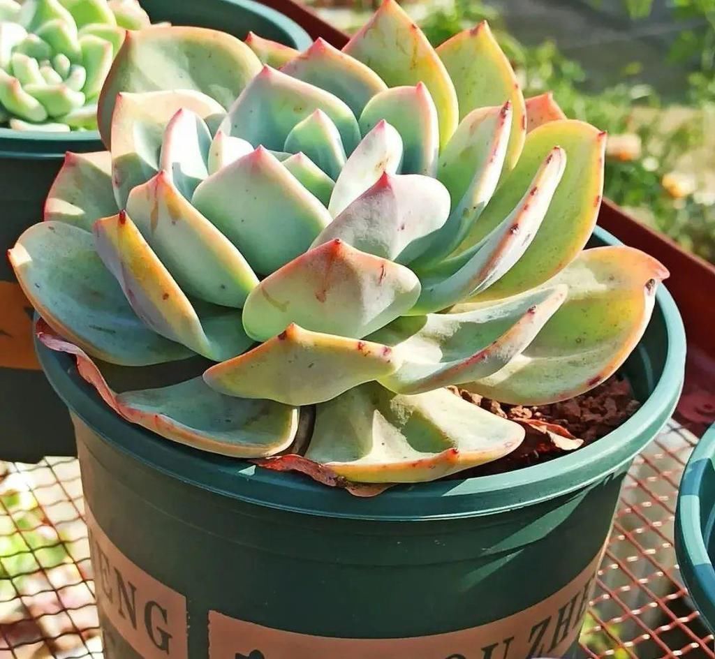 拼盘|多肉养在大盆里,就是豪横霸气,棵棵大得像白菜