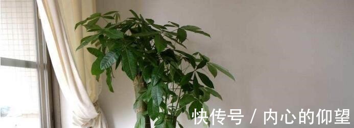 文竹、发财树,用这“水”养一养,一窜2米高,再也不黄叶!