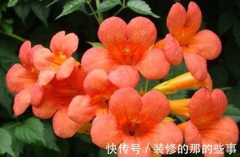 繁花似锦|农历7月12日开始，居家养这几款植物，四季繁花似锦，姿色艳丽