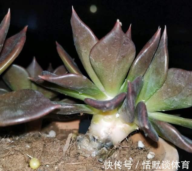 危险期|立秋后，6种花进入“危险期”，当心“黑腐”找上门